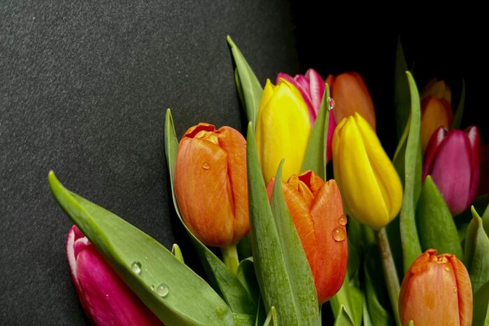 Darček na Deň žien, ktorý nikdy nesklame 🌷